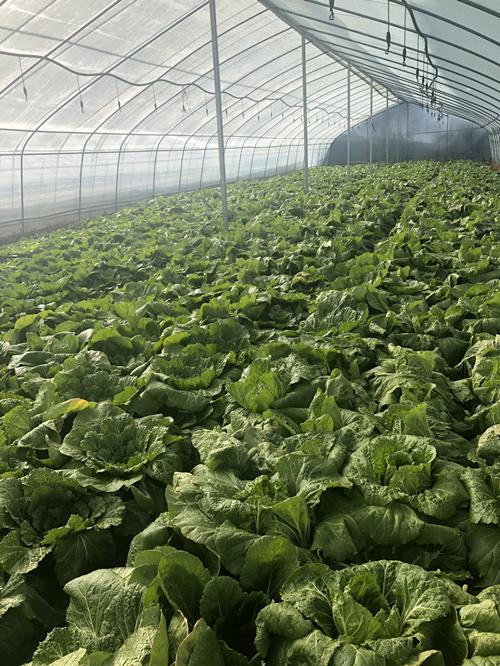 organic vegetables plant