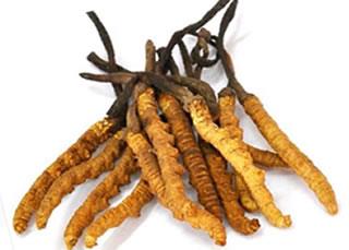 Cordyceps Extract 2