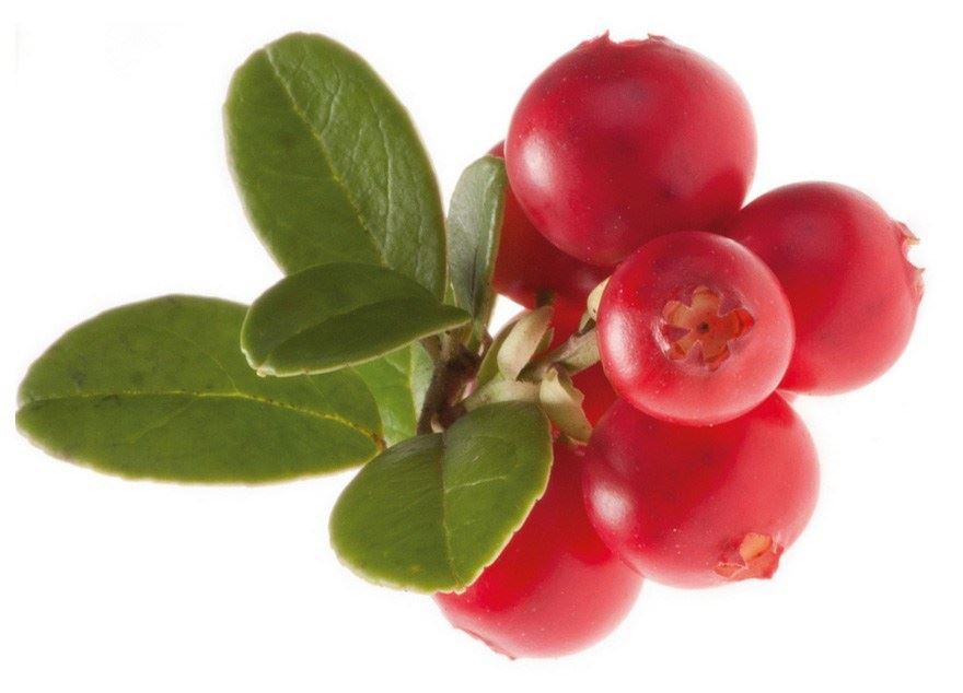 lingonberry