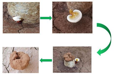 reishi of Nutraonly