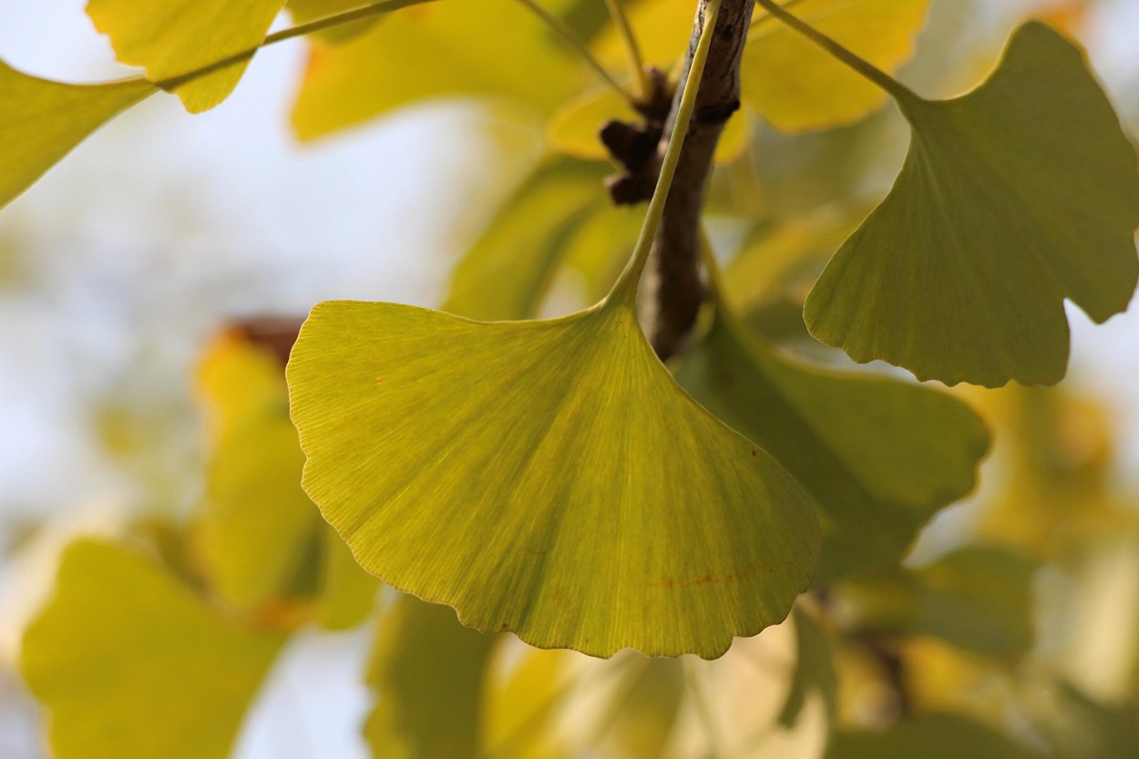 What are the benefits and effects of Ginkgo biloba3