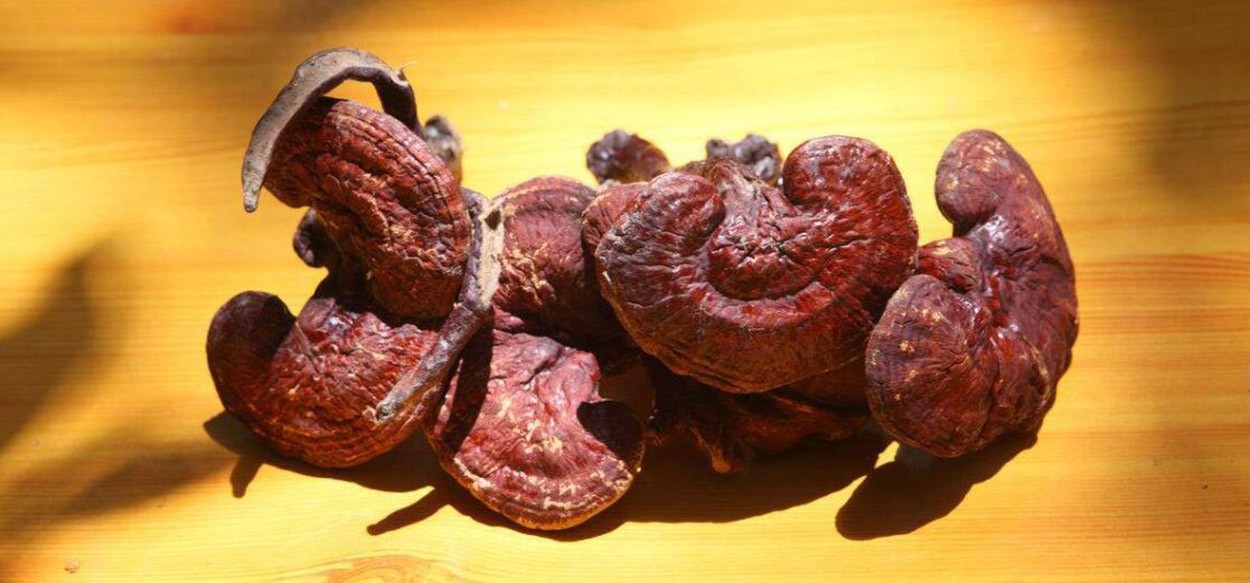 What are the effects and functions of Ganoderma lucidum