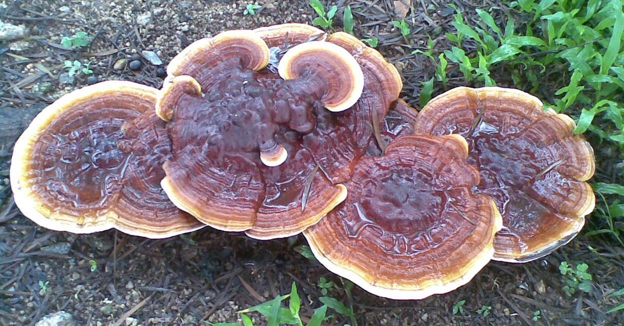 What are the effects and functions of Ganoderma lucidum-1