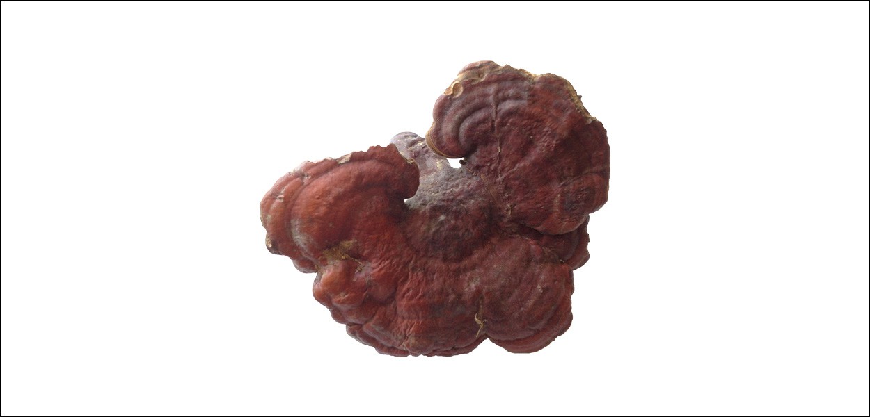 What are the effects and functions of Ganoderma lucidum-3