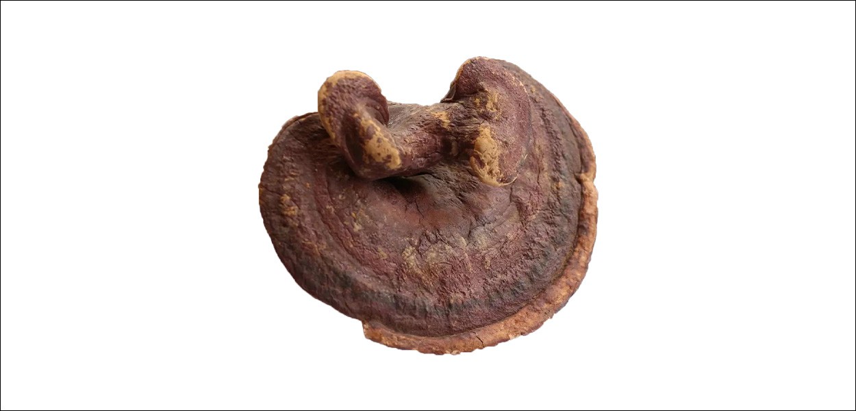 What are the effects and functions of Ganoderma lucidum-4