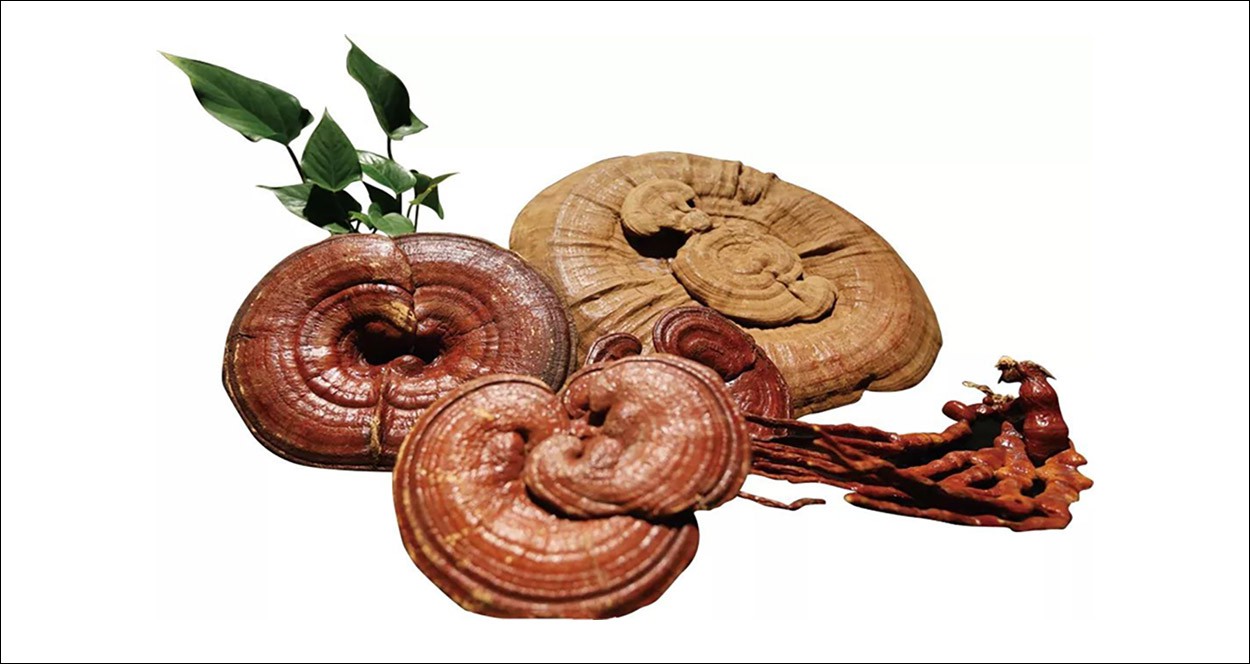 What are the effects and functions of Ganoderma lucidum-5