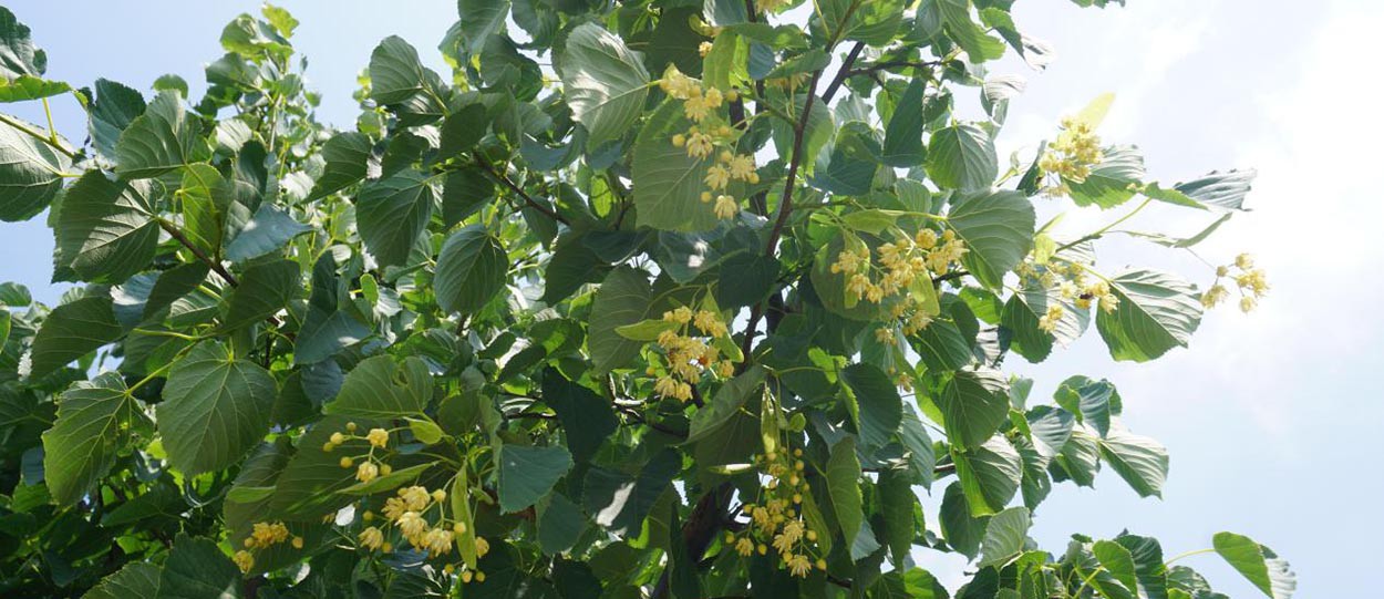 How much do you know about the linden tree