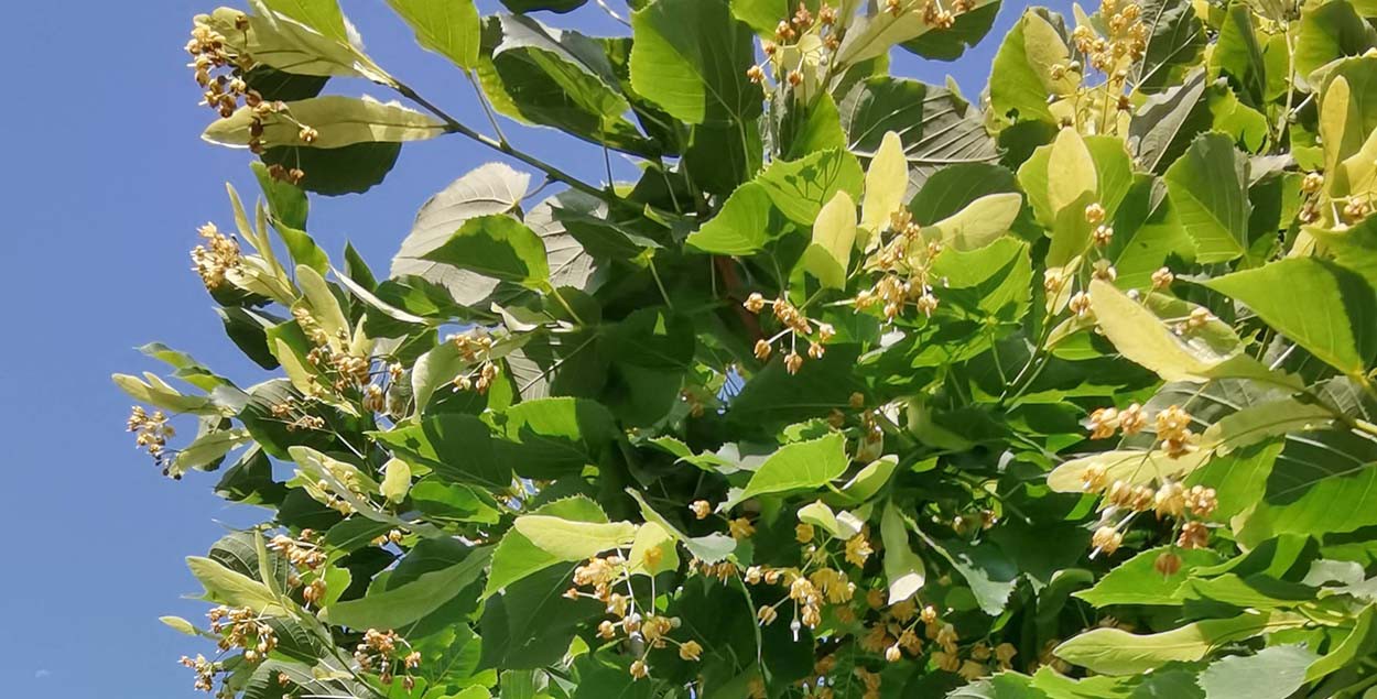 How much do you know about the linden tree-3