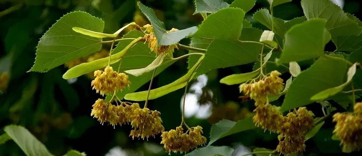 How much do you know about the linden tree-8