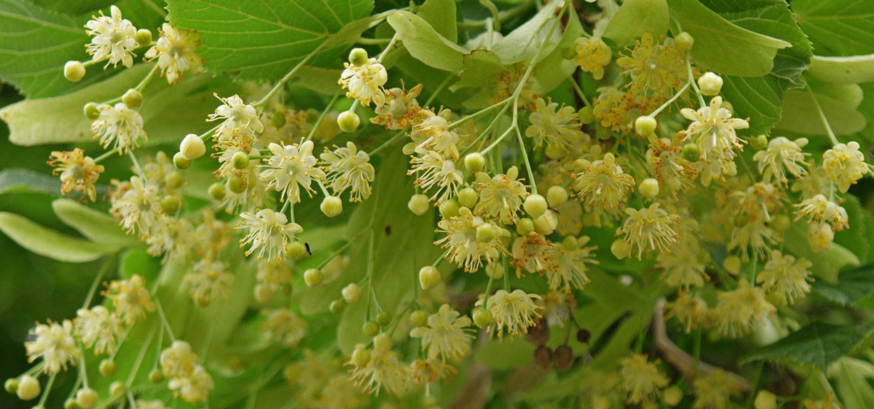 How much do you know about the linden tree-7