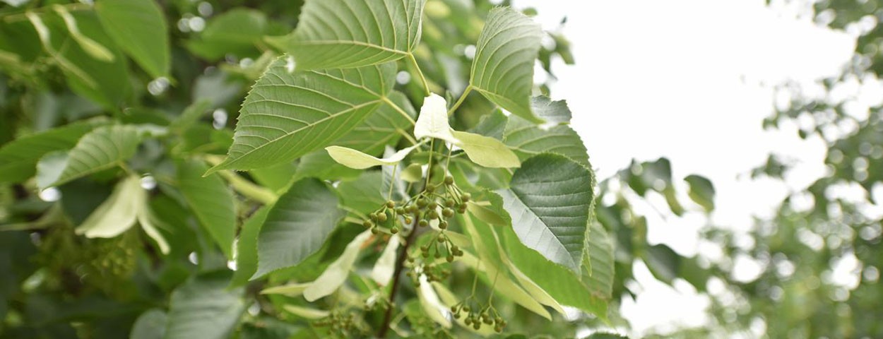 How much do you know about the linden tree-6