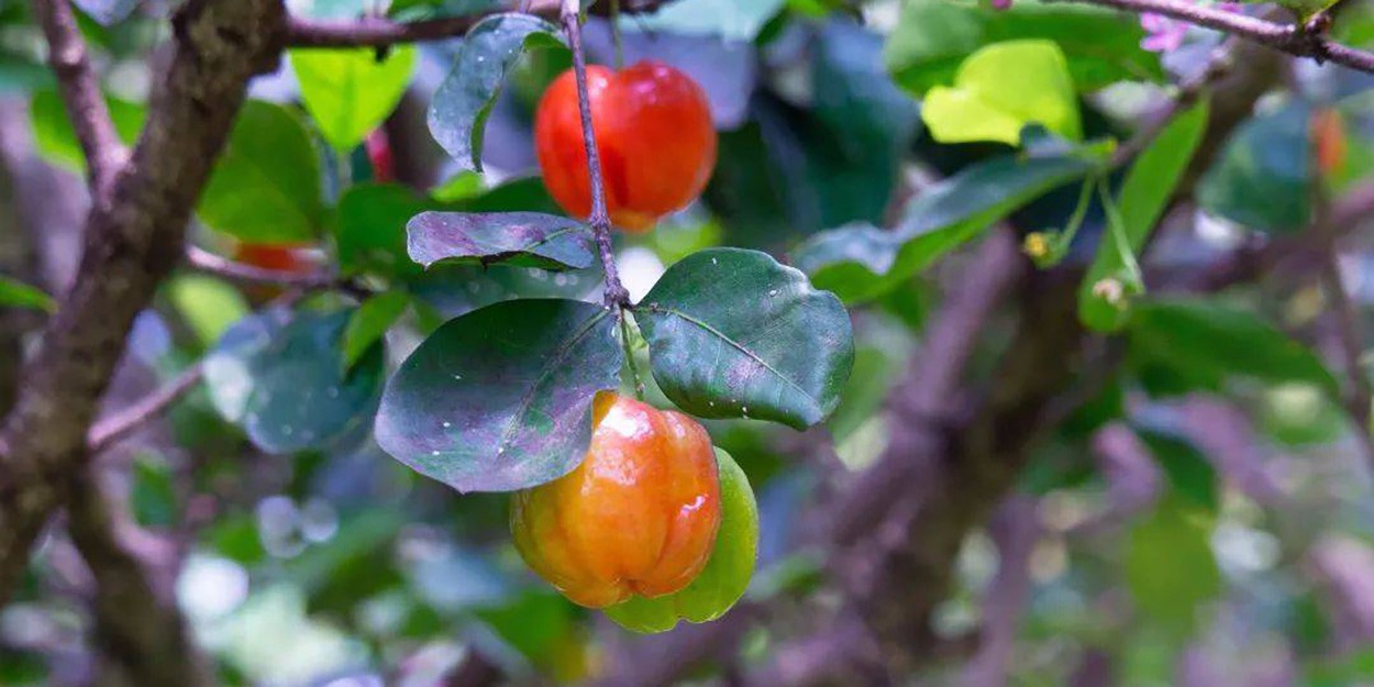 What are the benefits and functions of acerola cherries-8