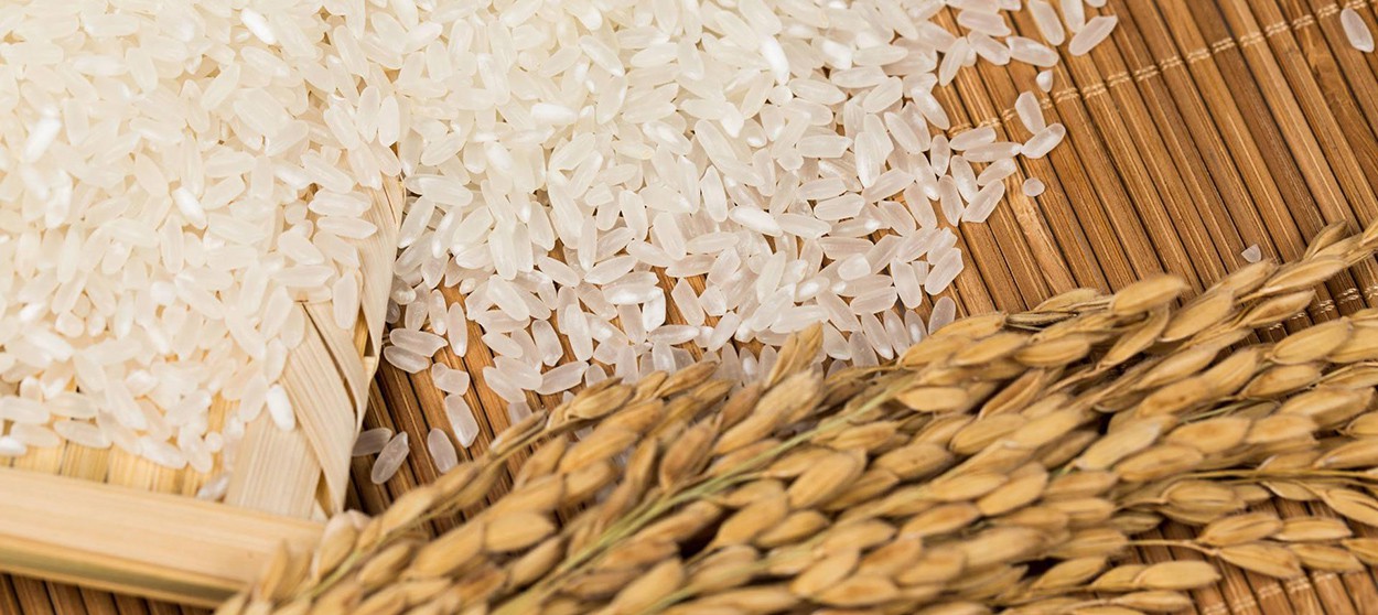 What is the nutrition and function of rice protein-3