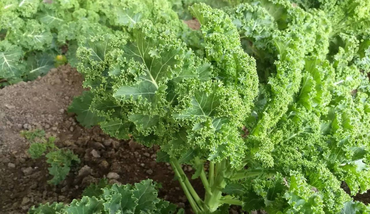 What are the benefits and functions of kale-3