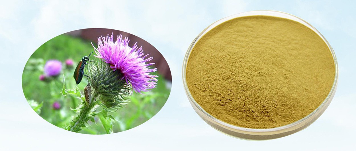 How Much Do You Know About Milk Thistle Extract