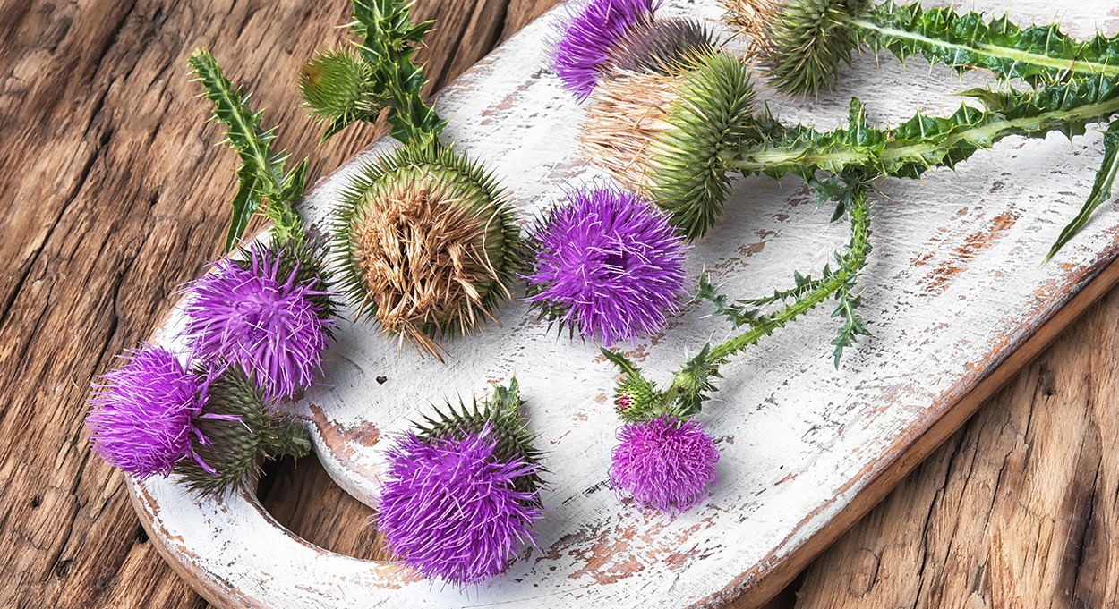 How Much Do You Know About Milk Thistle Extract-3_