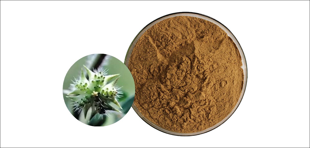 Tribulus Terrestris Extract