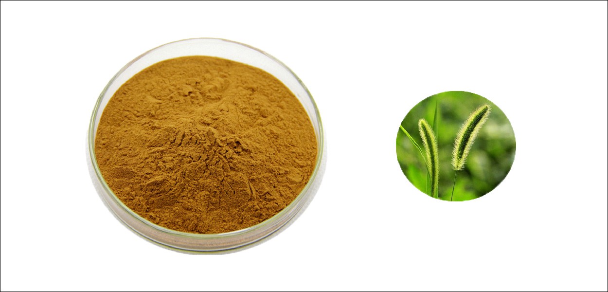 Horsetail Extract