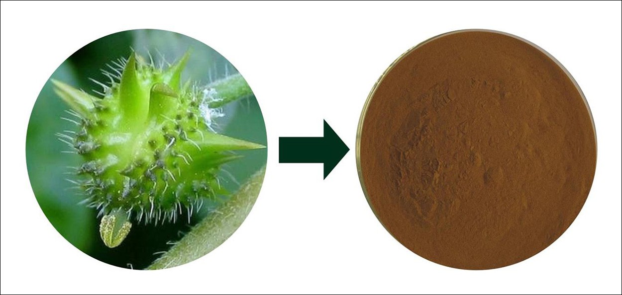 Tribulus terrestris extract