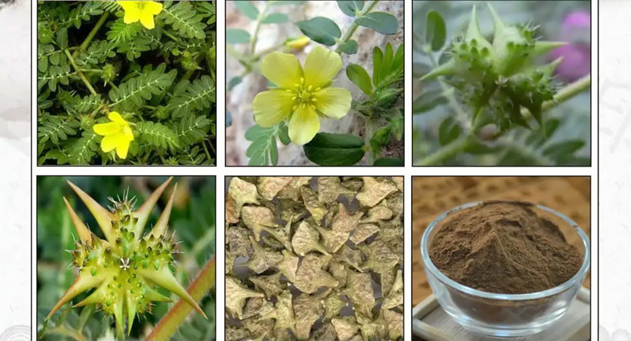 Tribulus terrestris extract-3