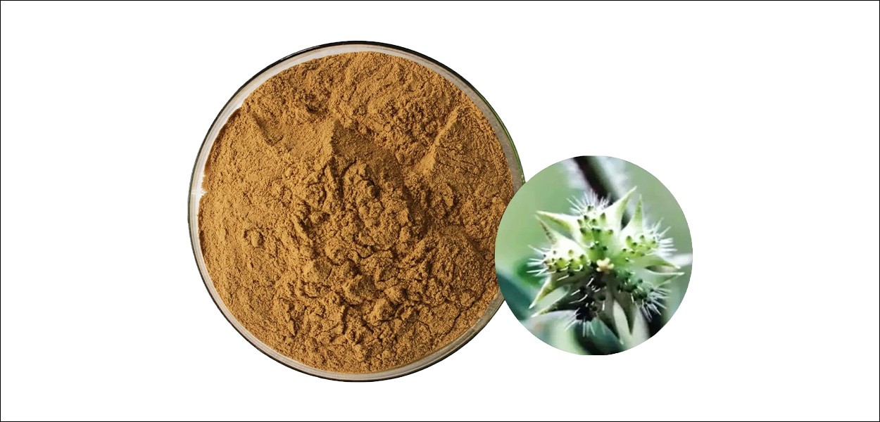 Tribulus terrestris extract-6