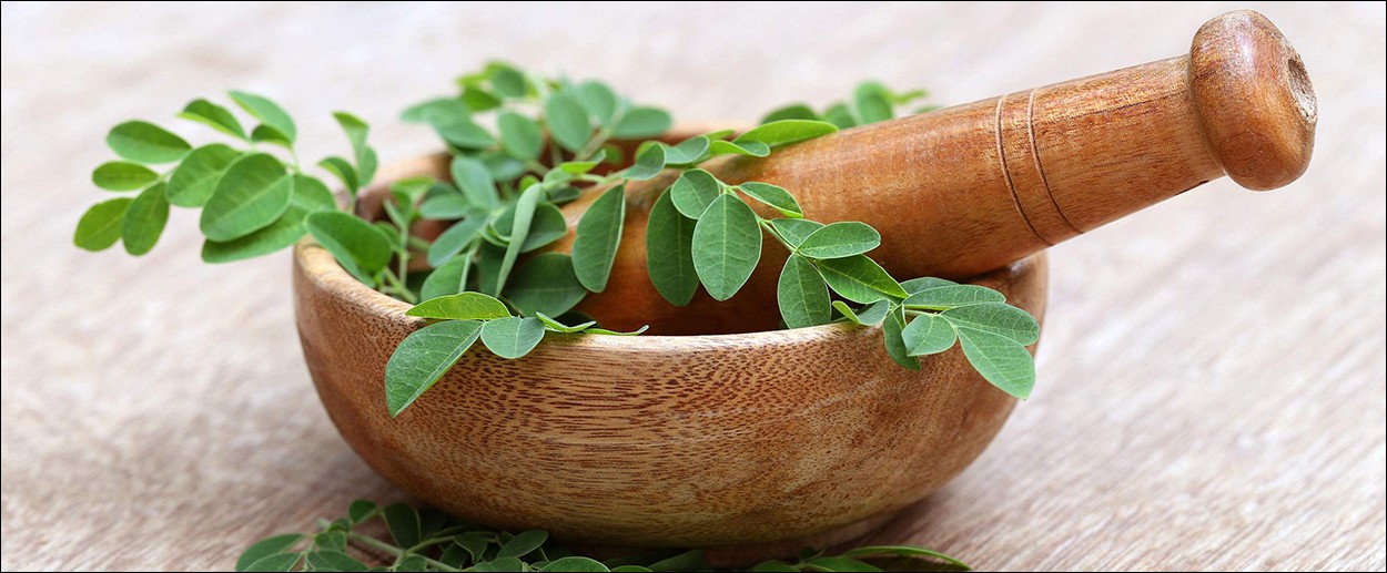 How much do you know about Moringa leaf powder-2