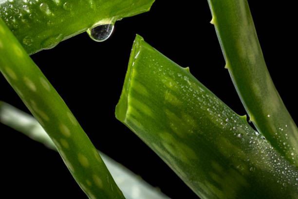 The Healthy Benefits of Aloe Vera Extract for the Body