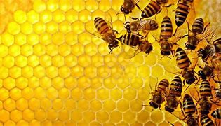 How much do you know about Bee Propolis Extract？