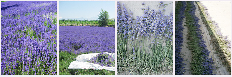 buy dried lavender online.png