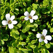 Bacopa extract powder