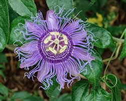 Passion Flower