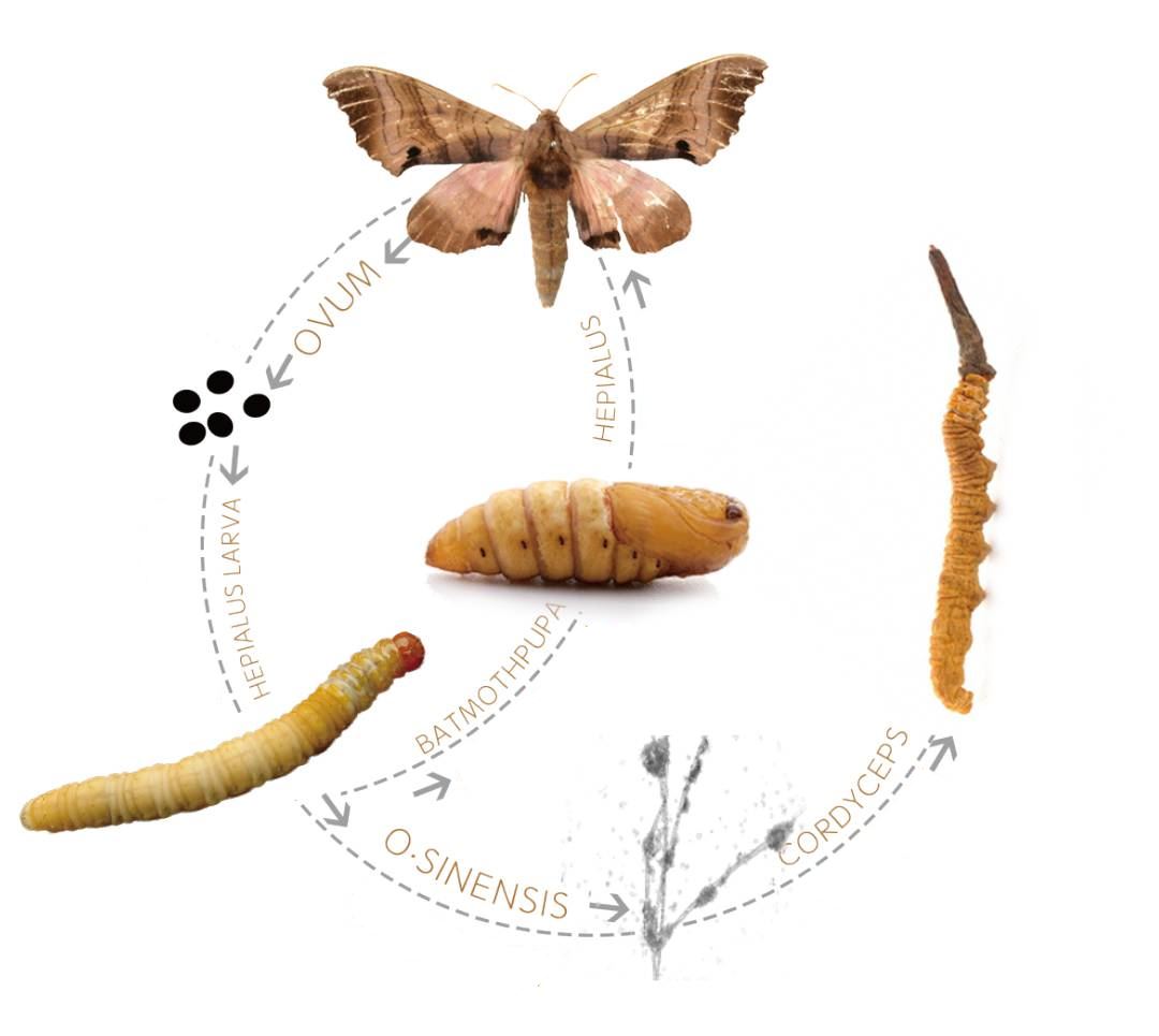 Formation of cordyceps